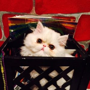 Meet your Posher, Mark